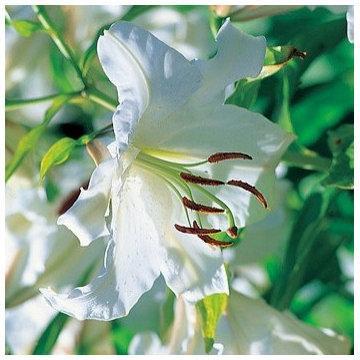 Lilies