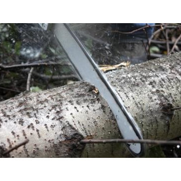 Augusta Tree Removal