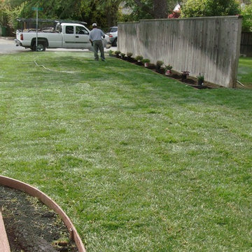New front lawn with gopher protection and new plants with redwood bark 4/5