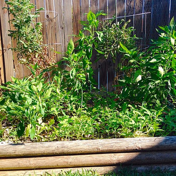 Urban garden in backyard.
