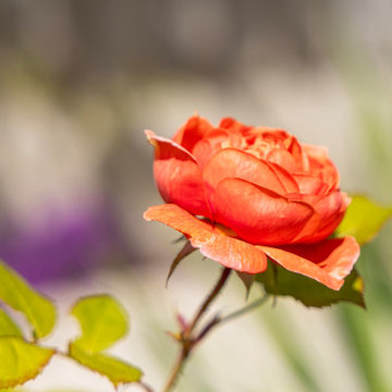 Rosa 'Summer Song'