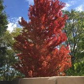 Donna Cole's photo