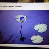 Lily Pecic's photo