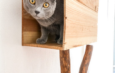 World of Design: 10 Pampered Pets and Their One-of-a-kind Homes