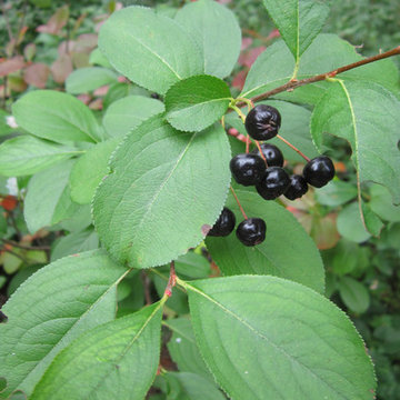 Aronia melanocarpa