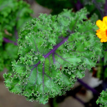 Editing how garden