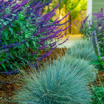 Landscape and Native garden in Mountain View CA