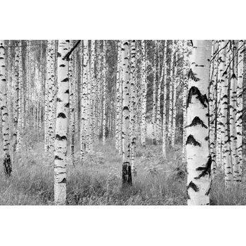 Birch Forest Wall Mural