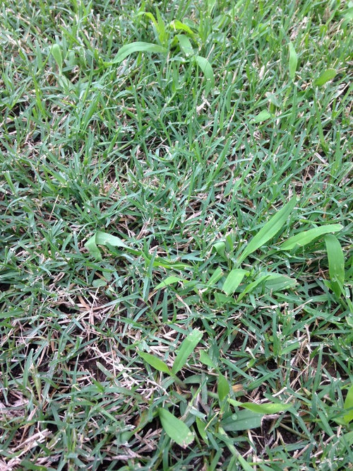 Please help determine what this grass is and how I can get rid of it
