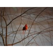 Tammy Carroll-Miller's photo