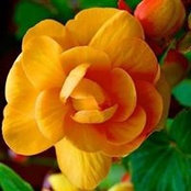 Khodeja Moni's photo