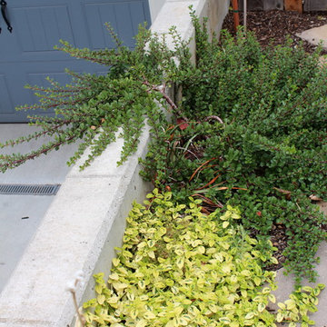 Portland xeric front garden
