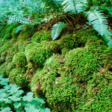 Woodland landscape