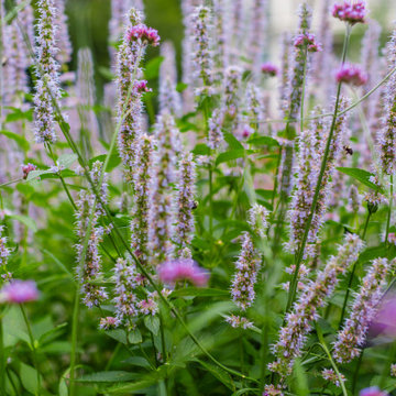 Urban Backyard Meadow