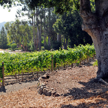 Residiential private vineyards designed, constructed, installed and managed