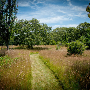 Transition an overgrown site into a multi-season native garden in CT