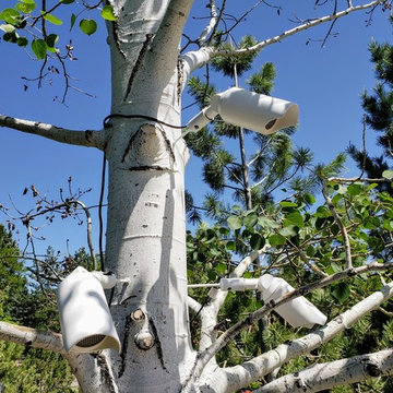 Pool area down lighting hidden in aspen trees