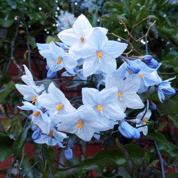 Enredaderas