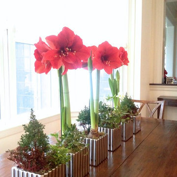 amaryllis, evergreens, ferns, hellebores