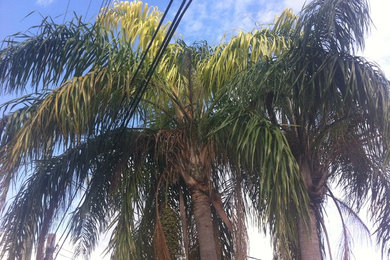 Trimming Palms