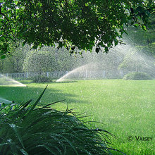 Grass
