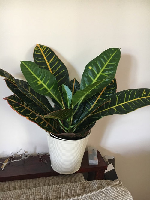 Does anyone know the name of my House plant? | Houzz UK