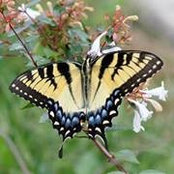 Foto de Heather Engle
