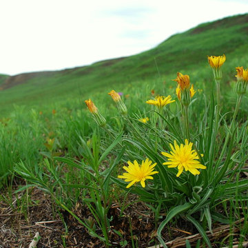 Prairie False Dandelion