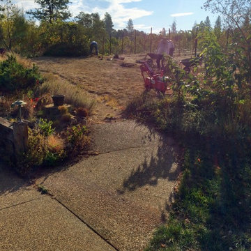 Lawn Conversion, Shingle Springs, CA