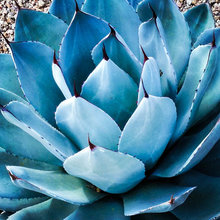 Green Thumb