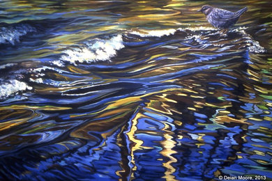 "Summer Reflections - American Dipper" - giclee print on canvas