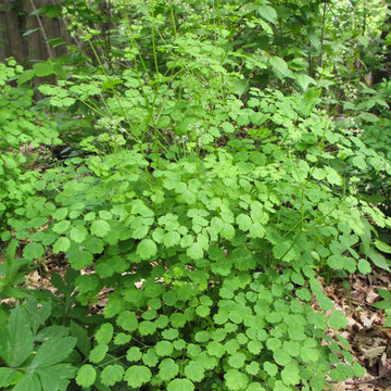 Great Design Plant: Thalictrum dioicum Thrives in Dry Shade