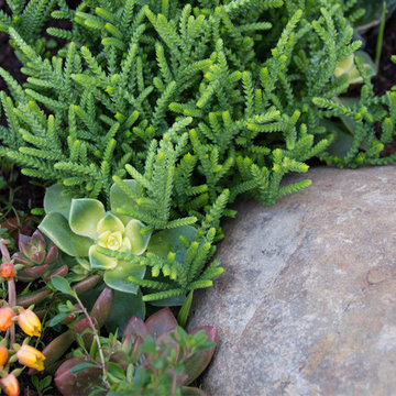 Drought Tolerant Koi Pond and Landscaped Backyard!
