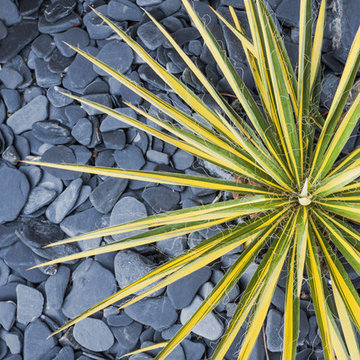 Yucca filamentosa