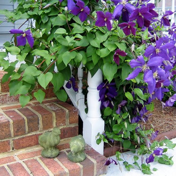 Clematis 'Jackmanii'