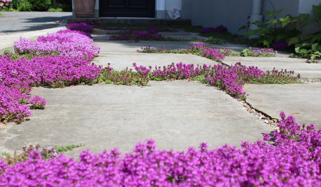 Schöne Lückenfüller: Lebendige Fugenpflanzen für den Garten