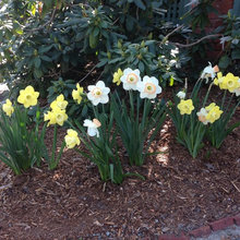 Daffodils