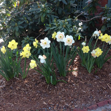 spring flowers