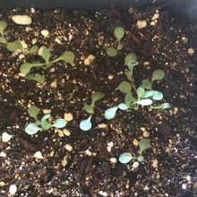 Name this plant !