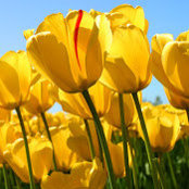 melody Alston's photo