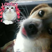 Roberta Foranimals's photo