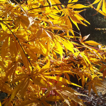Japanese Maples