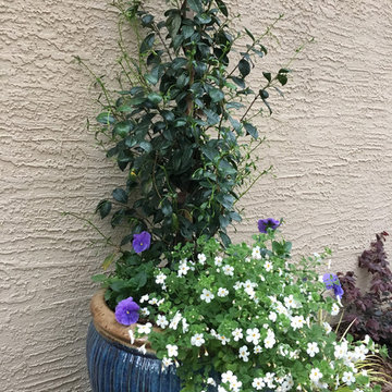 Blue ceramic pot with star jasmine and bacopa