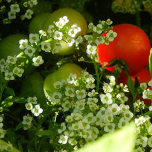 vegetable garden