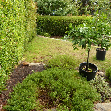 Succulents Replace Tiny Terraced Lawns