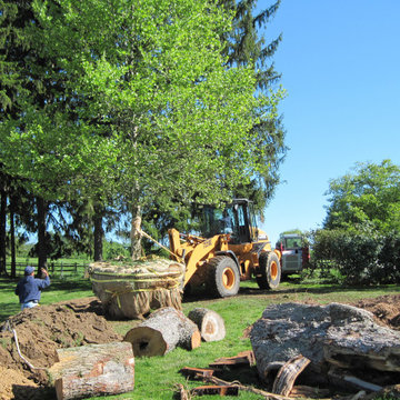 Tree Transplanting
