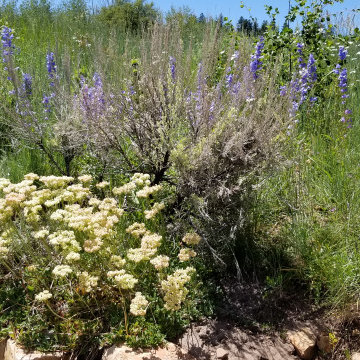 Sustainable Gardens