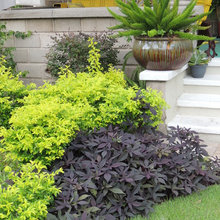 Landscape Ideas