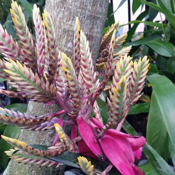 Flowers and Blooms
