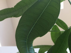 Money Tree leaves starting to curl and having holes | Houzz Forum